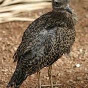 Spotted Thick-knee